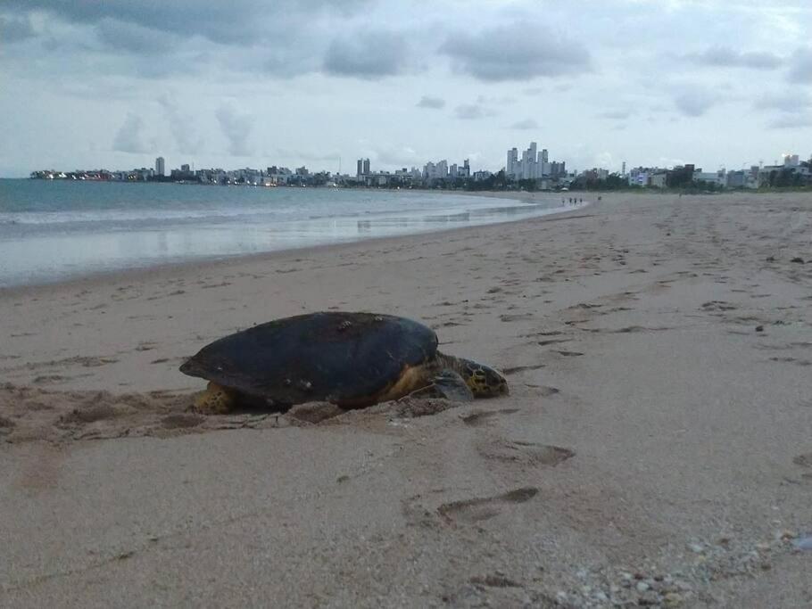 Joao Pessoa, A Dois Passos Do Paraiso, 2 Suites Com A/C, Vista Panoramica Para O Mar Do Bessa, Portaria 24H E 2 Vagas De Garagem Luaran gambar